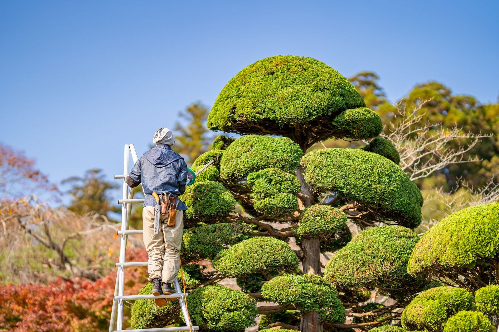 刈り込みを施した庭木