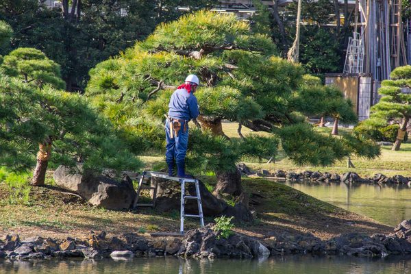 池のある庭園での松の手入れ