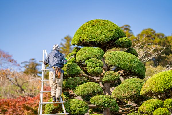 脚立を使った庭木の刈り込み