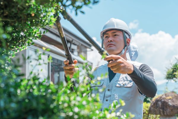 高枝切りばさみでの剪定作業