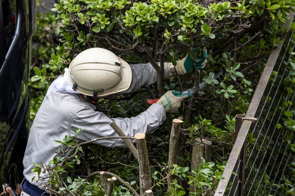 生垣の枝の切り戻し